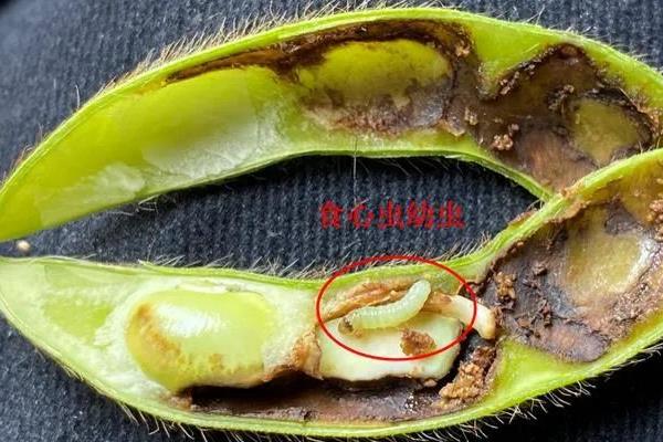 大豆食心虫有什么危害表现，幼虫会将豆粒咬成沟道状