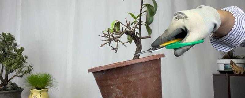 杜鹃花怎么修剪能开花爆盆，要在植株花期结束后进行