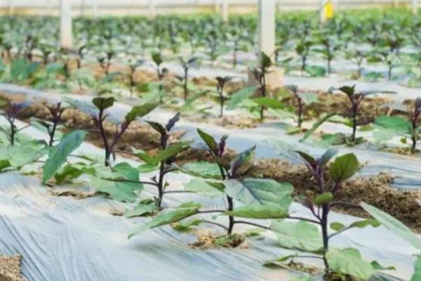 哪些农作物适合在春季种植，常见花生、茄子、黄瓜等品种