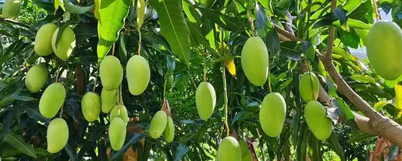 芒果的种植要求，需种在24-27℃的地方
