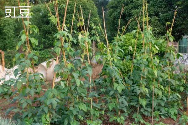 哪些农作物适合在春季种植，常见花生、茄子、黄瓜等品种