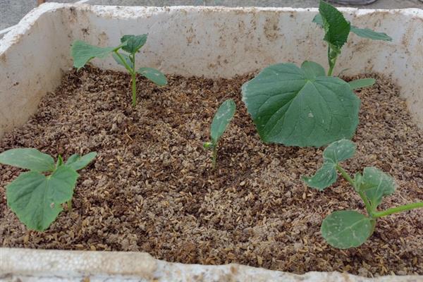 哪些农作物适合在春季种植，常见花生、茄子、黄瓜等品种