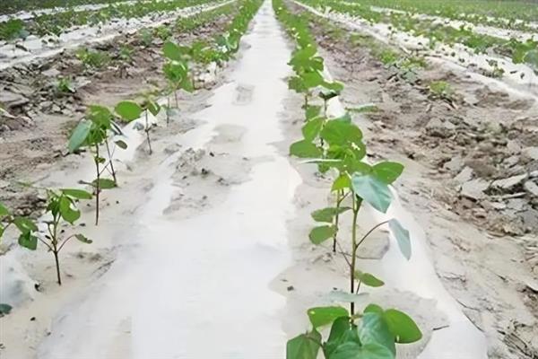 哪些农作物适合在春季种植，常见花生、茄子、黄瓜等品种