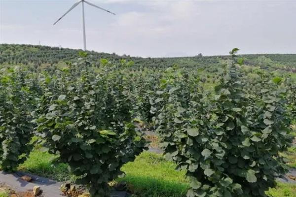 榛子的产地，广泛分布在亚洲、欧洲等地