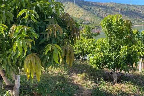 芒果的种植要求，需种在24-27℃的地方