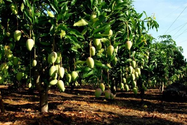 芒果的种植要求，需种在24-27℃的地方