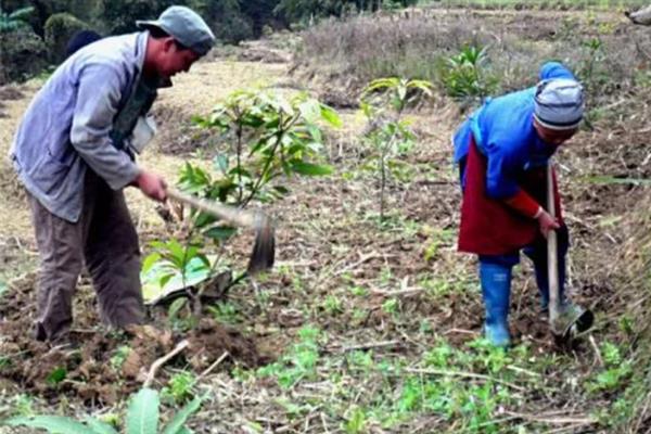 芒果的种植要求，需种在24-27℃的地方