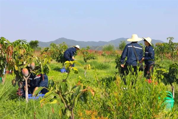 芒果的种植要求，需种在24-27℃的地方