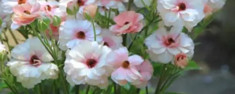 花毛莨花的养殖方法，要按照干透浇透的原则浇水