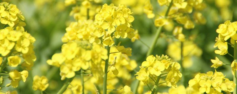 白菜花有什么特征，其直径为1.2-1.5厘米左右