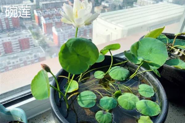 碗莲和睡莲的区别，大小、叶片、花朵和习性均不同