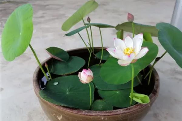 碗莲和睡莲的区别，大小、叶片、花朵和习性均不同