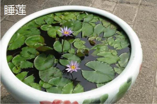 碗莲和睡莲的区别，大小、叶片、花朵和习性均不同