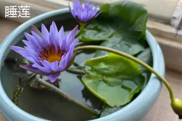 碗莲和睡莲的区别，大小、叶片、花朵和习性均不同