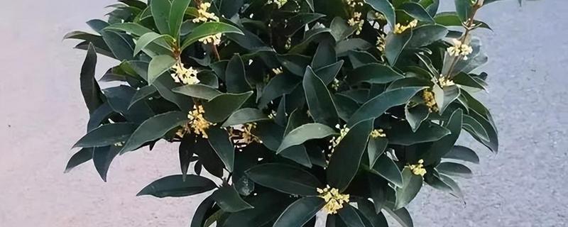 桂花的养殖方法，发芽后每隔半个月追施一次饼肥水