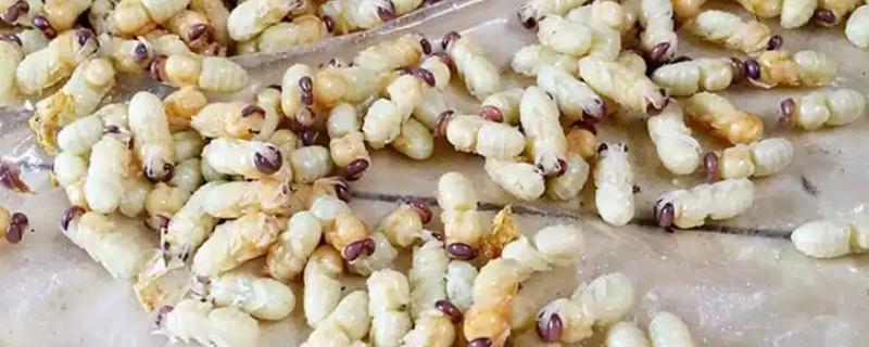 雄蜂蛹在哪里购买，大型养蜂场才会专门培育供食用的雄蜂蛹