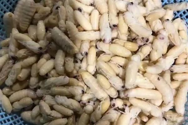 雄蜂蛹在哪里购买，大型养蜂场才会专门培育供食用的雄蜂蛹