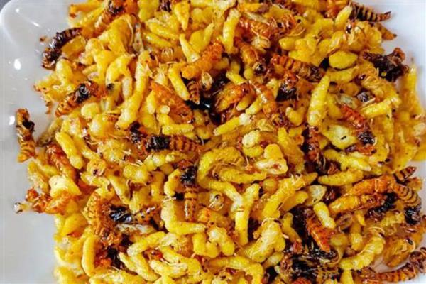 雄蜂蛹在哪里购买，大型养蜂场才会专门培育供食用的雄蜂蛹