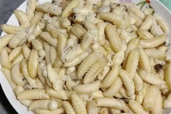 雄蜂蛹在哪里购买，大型养蜂场才会专门培育供食用的雄蜂蛹