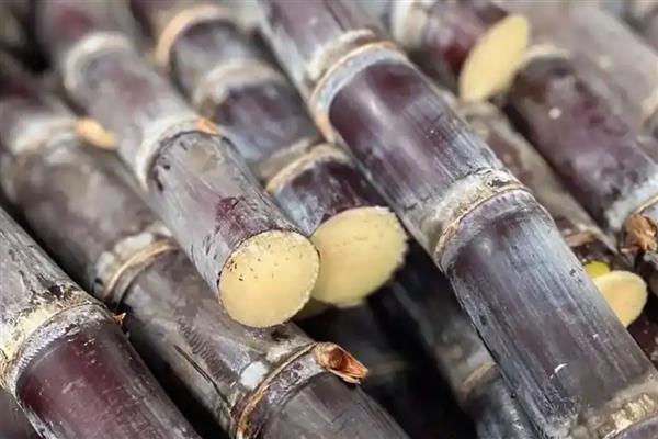 甘蔗何时成熟，在10月份成熟