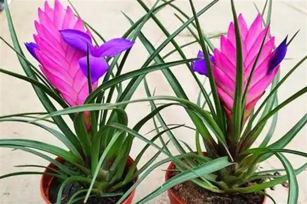 铁兰有没有毒，属于无毒植物可放心养殖