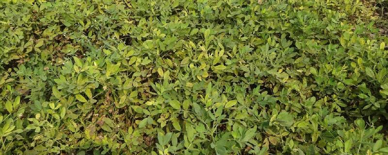 花生锈病如何防治，首先要选择良种