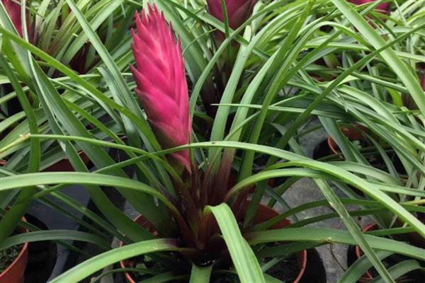 铁兰有没有毒，属于无毒植物可放心养殖