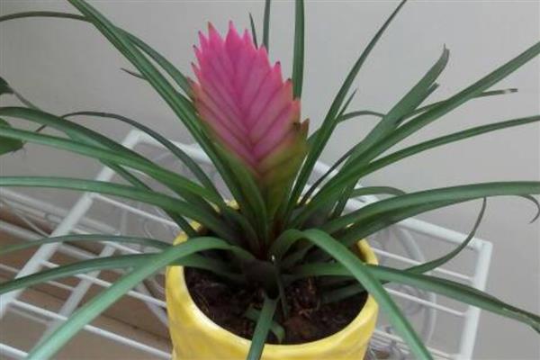 铁兰有没有毒，属于无毒植物可放心养殖