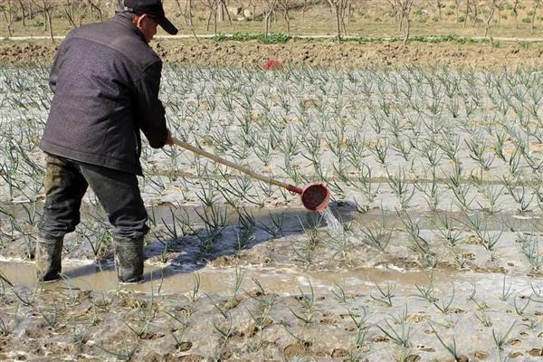 洋葱的施肥方法，定植后用人粪尿等肥料兑水浇施