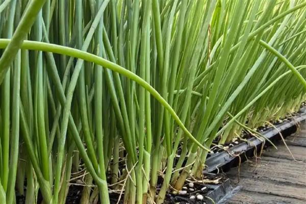 洋葱的施肥方法，定植后用人粪尿等肥料兑水浇施