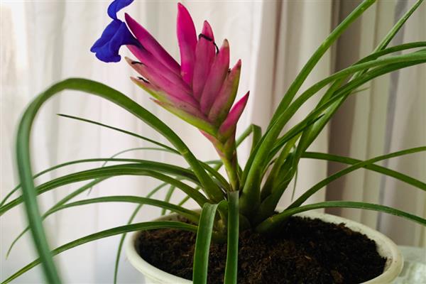 铁兰有没有毒，属于无毒植物可放心养殖