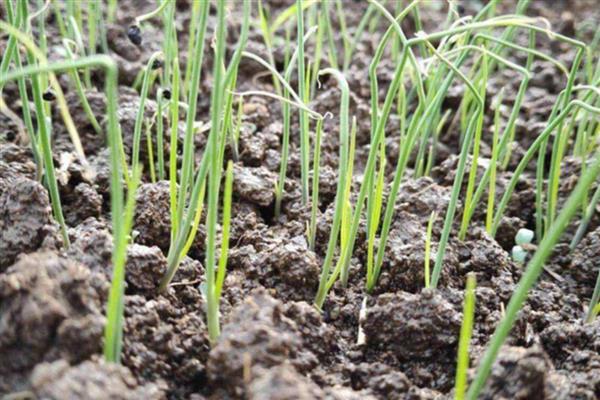 洋葱的施肥方法，定植后用人粪尿等肥料兑水浇施