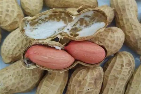 花生锈病如何防治，首先要选择良种