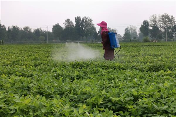 花生锈病如何防治，首先要选择良种
