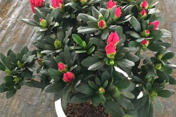 有什么常见的盆栽植物，风信子、茉莉花、杜鹃花等品种经常能看到