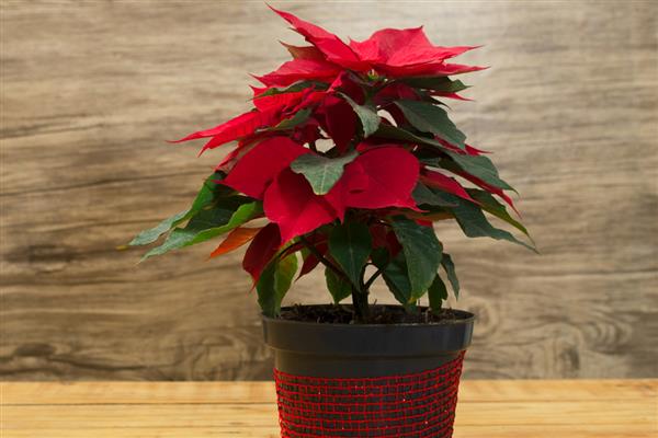 有什么常见的盆栽植物，风信子、茉莉花、杜鹃花等品种经常能看到