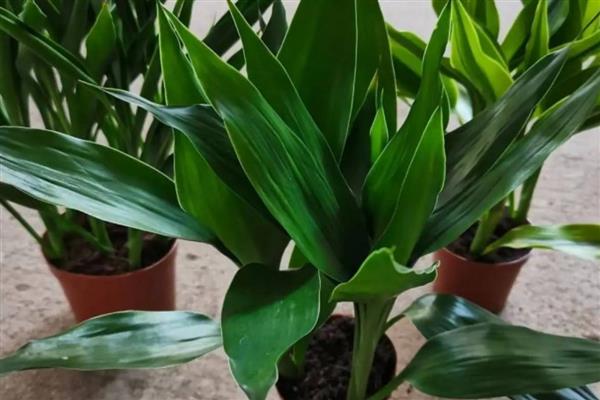 有什么常见的盆栽植物，风信子、茉莉花、杜鹃花等品种经常能看到