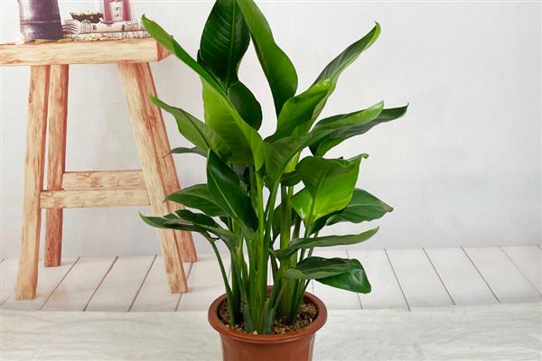 有什么常见的盆栽植物，风信子、茉莉花、杜鹃花等品种经常能看到