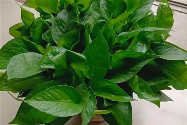 有什么常见的盆栽植物，风信子、茉莉花、杜鹃花等品种经常能看到