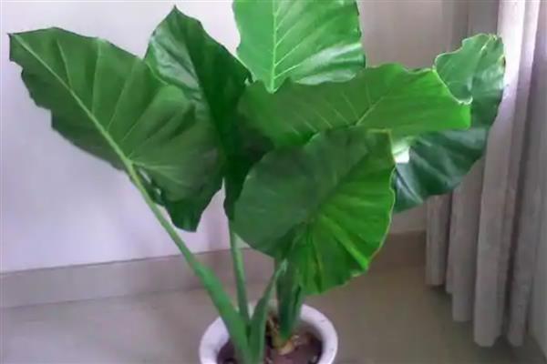 有什么常见的盆栽植物，风信子、茉莉花、杜鹃花等品种经常能看到