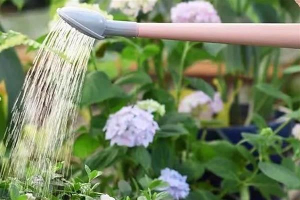 过年养哪些花喜庆，推荐报春花、蝴蝶兰等