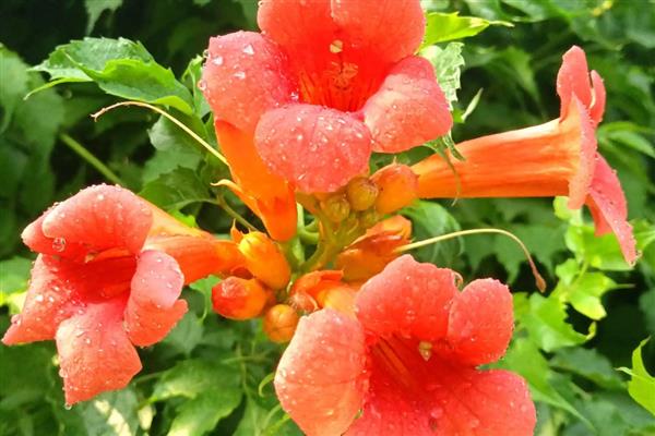 哪些花象征独立，有凌霄花、蒲公英等