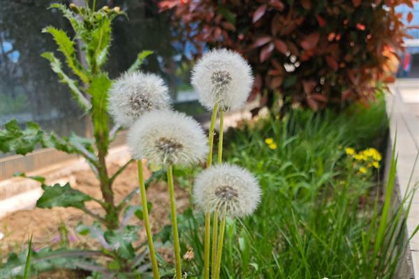 哪些花象征独立，有凌霄花、蒲公英等