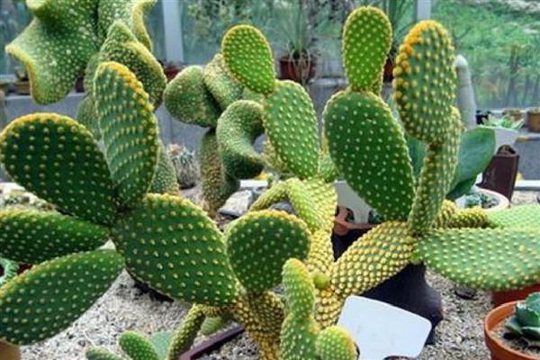 哪些花象征独立，有凌霄花、蒲公英等