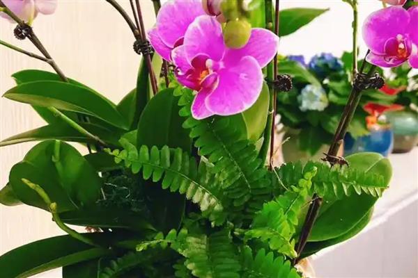 哪些花象征独立，有凌霄花、蒲公英等