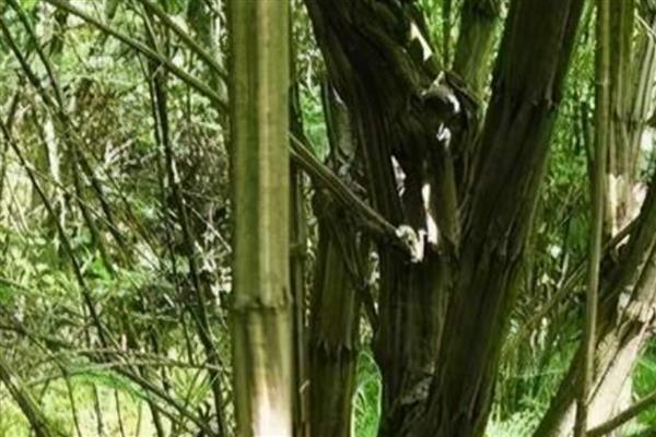 降龙木的外形特点，其树叶纹理清晰
