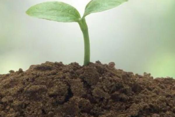 使用微生物肥料的误区，以下5点要特别注意