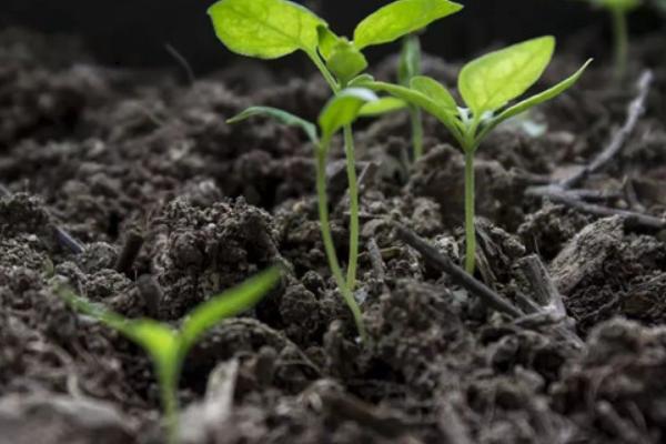 使用微生物肥料的误区，以下5点要特别注意