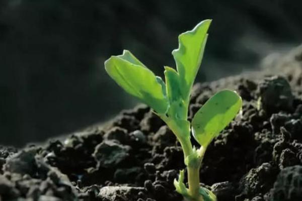 使用微生物肥料的误区，以下5点要特别注意
