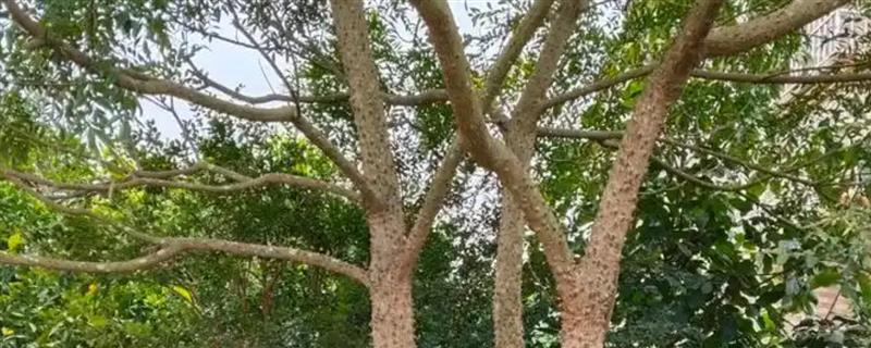 降龙木的外形特点，其树叶纹理清晰